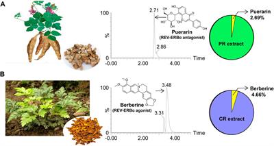 Chronoeffects of the Herbal Medicines Puerariae radix and Coptidis rhizoma in Mice: A Potential Role of REV-ERBα